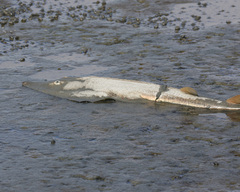 Pseudobatos productus