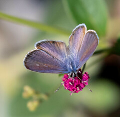 Leptotes marina