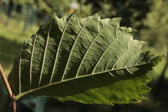 Ulmus glabra