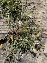 Erigeron arenarioides