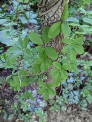 Akebia quinata