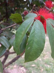 Calliandra trinervia