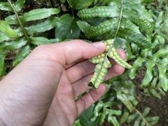 Polypodium scouleri