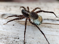Pardosa lugubris