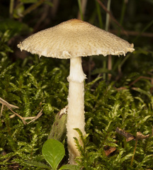 Lepiota clypeolaria