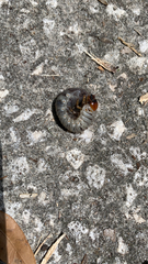Pterygota