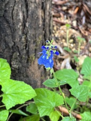 Salvia scutellarioides