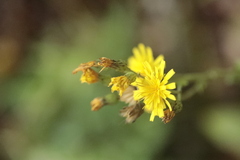 Pilosella piloselloides