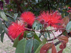 Calliandra trinervia