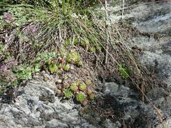 Sempervivum globiferum