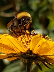 Bombus occidentalis