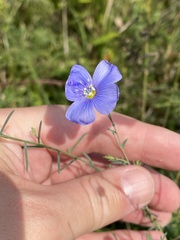 Linum usitatissimum