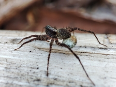 Pardosa lugubris