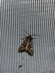 Helotropha reniformis