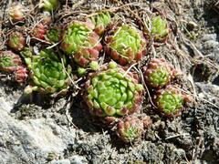 Sempervivum globiferum