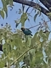 Tangara cyanoventris