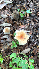 Lepiota rubrotinctoides