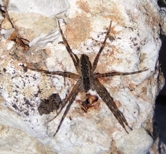 Pisaurina mira