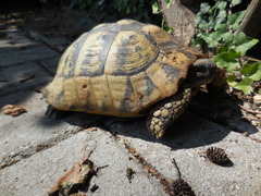 Testudo hermanni