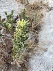 Heterotheca grandiflora