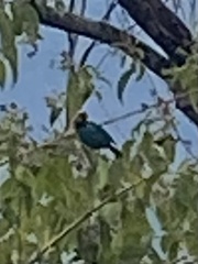 Tangara cyanoventris