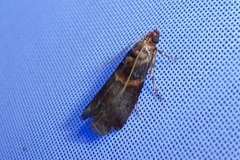 Acrobasis advenella