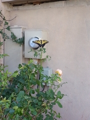 Papilio multicaudata