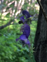 Aconitum volubile