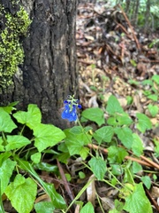 Salvia scutellarioides