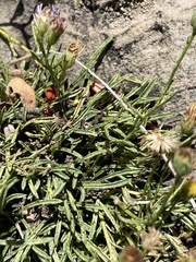 Erigeron arenarioides