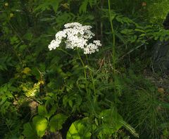 Achillea impatiens