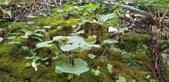 Asarum canadense
