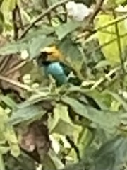 Tangara cyanoventris