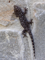 Tarentola mauritanica