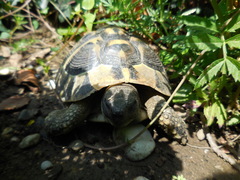 Testudo hermanni