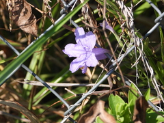 Ruellia nudiflora