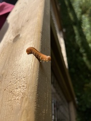 Tenthredinoidea