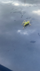 Meconema thalassinum