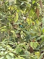 Tangara cyanoventris