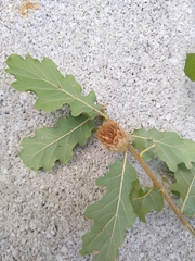 Andricus foecundatrix