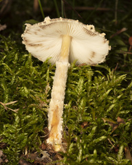 Lepiota clypeolaria
