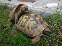 Testudo hermanni