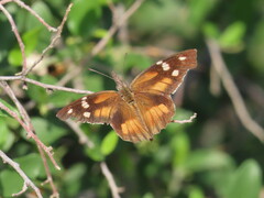 Libytheana carinenta