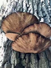 Cerioporus squamosus