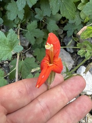 Erythranthe cardinalis