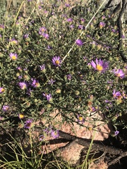 Dieteria canescens