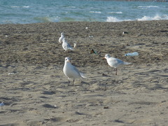 Ichthyaetus melanocephalus