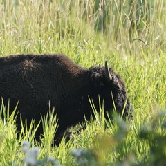 Bison bison