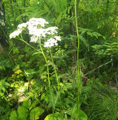 Achillea impatiens