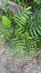 Senna hebecarpa